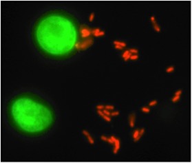 Example of biological activity: Legionella bacteria (red) infecting amoeba (green) (microscopic image).