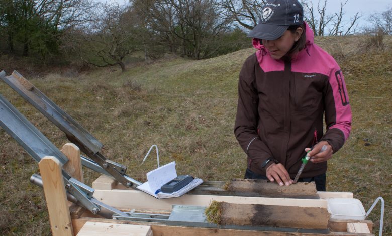 Effecten van verstuivingsdynamiek op instandhouding en herstel van Grijze duinen