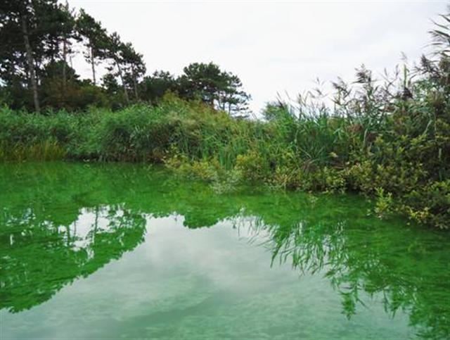 KWR uses the latest analysis techniques for the recognition and quantification of blue-green algal toxins, and has the ecological knowledge needed to prevent blue-green algal nuisance.