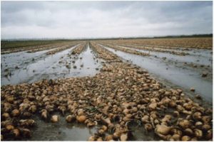 Extreme rainfall caused by climate change confronts agriculture with flooding.