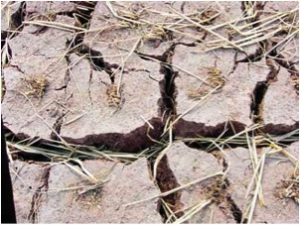 Crops fail in southern European countries due to drought.