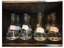 Incubation of the BPP flasks at 25°C in the incubator