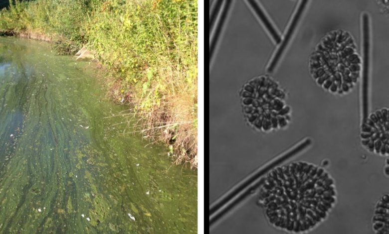 Links: drijflaag in stadswater in Tilburg. Rechts: corresponderend microscopisch plaatje met ronde kolonies van Woronichinia cellen.