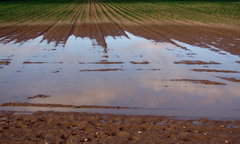 Extreme regenval als gevolg van klimaatverandering veroorzaakt wateroverlast in de landbouw.