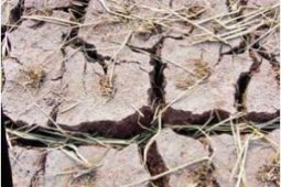 Insight into the current drought situation