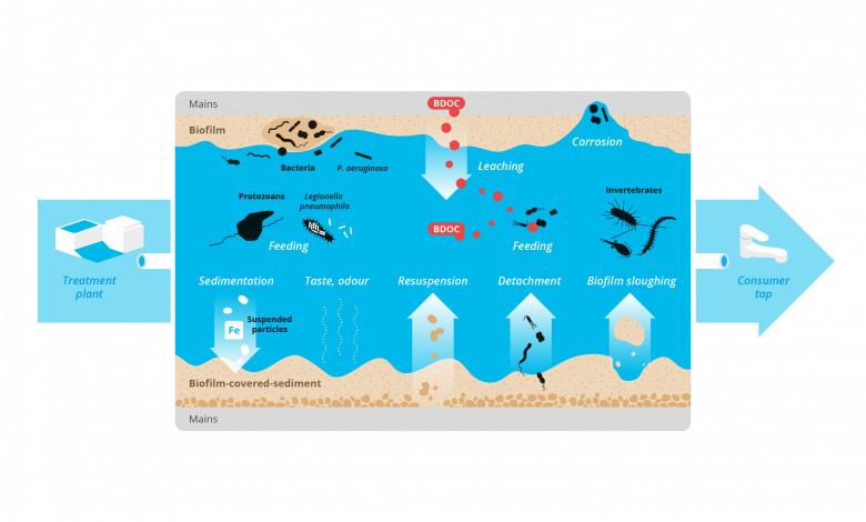 Overview of biological processes in drinking-water distribution system.