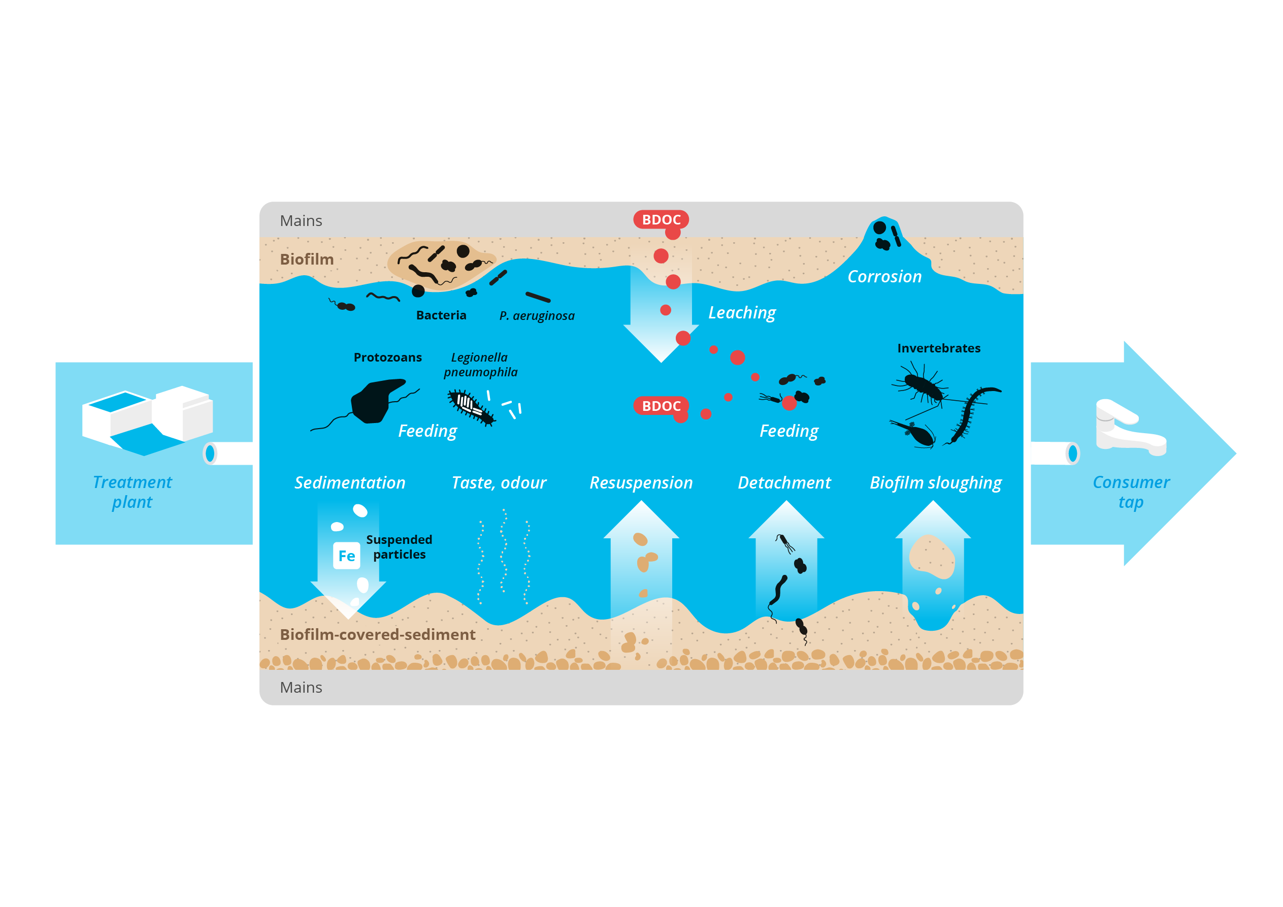 Overview of biological processes in drinking-water distribution system.