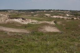 Workshop DPWE & OBN: Restoration of dune grasslands by reactivation of small scale eaolian dynamics