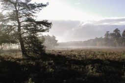 Dutch groundwater reflects wide use of chemicals