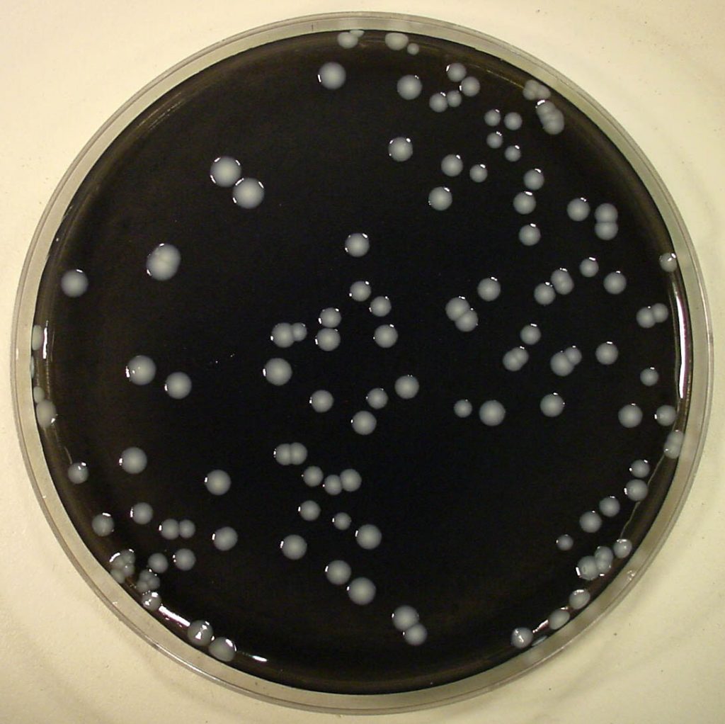 Legionella hele plaat