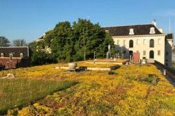 Innovative blue-green roof cools the city and prevents flooding