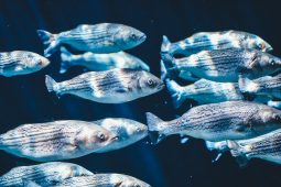 Detecting fish and bacteria through eDNA analysis