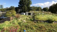 Cool heads and dry feet thanks to blue-green roof