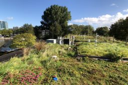 Cool heads and dry feet thanks to blue-green roof