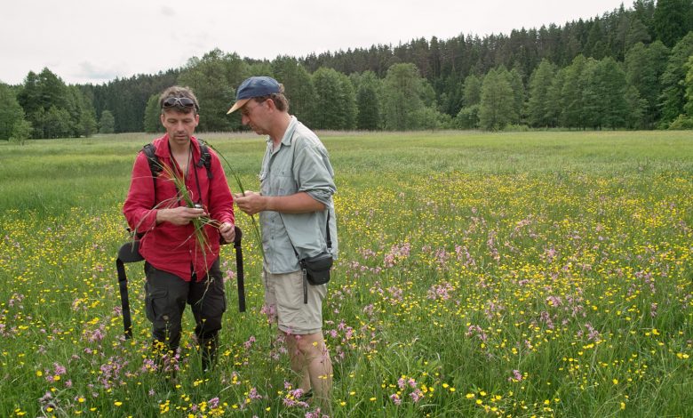 twee ecologen op onderzoek in een vochtig schraalland. Dergelijke vegetaties zijn heel gevoelig voor veranderingen in de grondwaterstand. De WWN berekent echter ook effecten van klimaatverandering op grondwateronafhankelijke vegetaties, zoals droge duinen. 