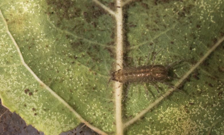 Waterpissebed op een esdoornblad waarop ze gekweekt worden in het laboratorium