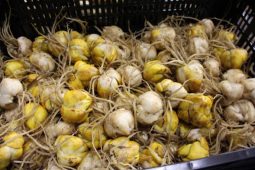 Bulb cultivation sector targets zero farmyard emissions