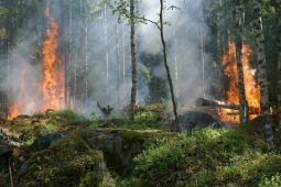 Betere bestrijding natuurbranden door inzicht droogte vegetatie