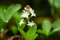 Biodiversiteit en water onlosmakelijk verbonden