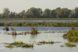 Buffercapaciteiten oppervlaktewaterbedrijven in kaart