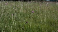 Nieuwe Waterwijzer Natuur modelleert nu ook effecten van stikstofdepositie