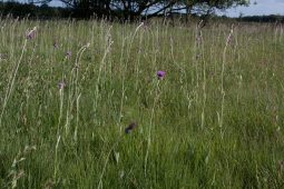 Nieuwe Waterwijzer Natuur modelleert nu ook effecten van stikstofdepositie