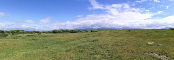 Species-rich dune grassland in NW Wales with a low nitrogen deposition. 