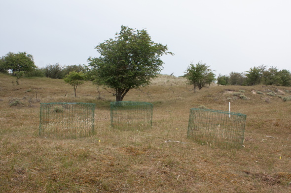 Measurement of productivity of enclosures in dune grassland.