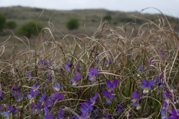 Seaside pansy in a calcareous dune grassland.