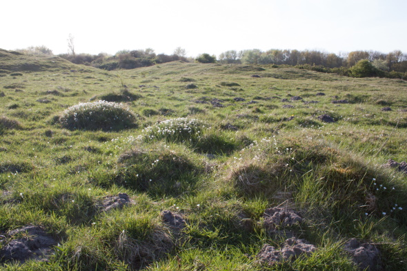 An old, species-rich dune grassland in the Middelduinen, a coastal dune area in the SW Netherlands.