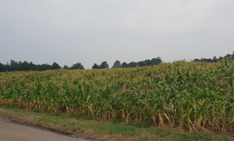 Cropland in Haaksbergen that is directly sub-surfacely irrigated with sewage effluent