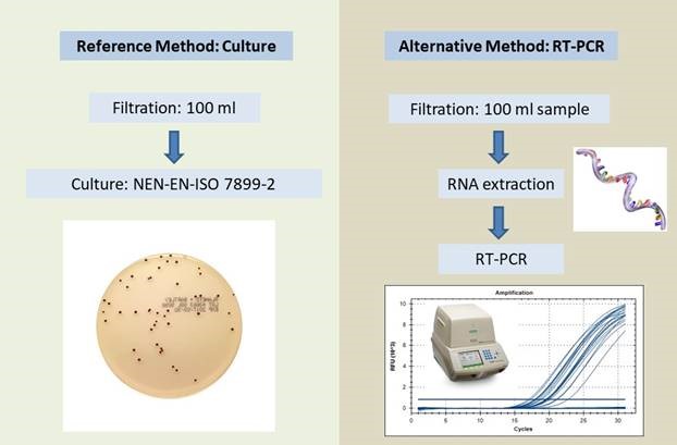 Overview of the procedure for the classical culture method (left) and the newly-developed, rapid RT-PCR method (right).