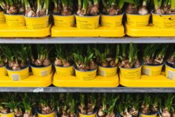 Tips for flower bulb cultivation to prepare for zero emissions
