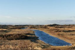Dune water abstraction: flexible pond management requires tailoring