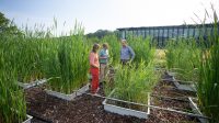 Proefvijvers in de tuin van KWR komen tot leven