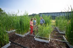 Proefvijvers in de tuin van KWR komen tot leven