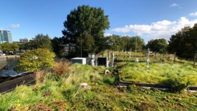 Urban ecohydrology
