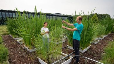 Wetland cultivation