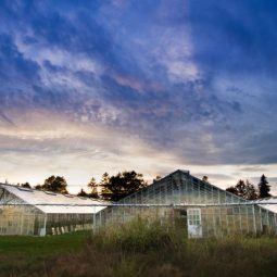 Met machine learning zoeken naar verband tussen plantprestatie en waterkwaliteit in de kas