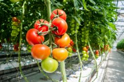 Monitoring recirculated irrigation water in the greenhouse