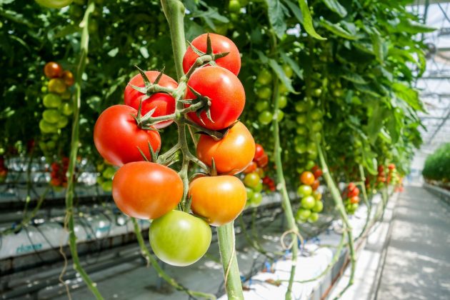 Monitoring recirculated irrigation water in the greenhouse